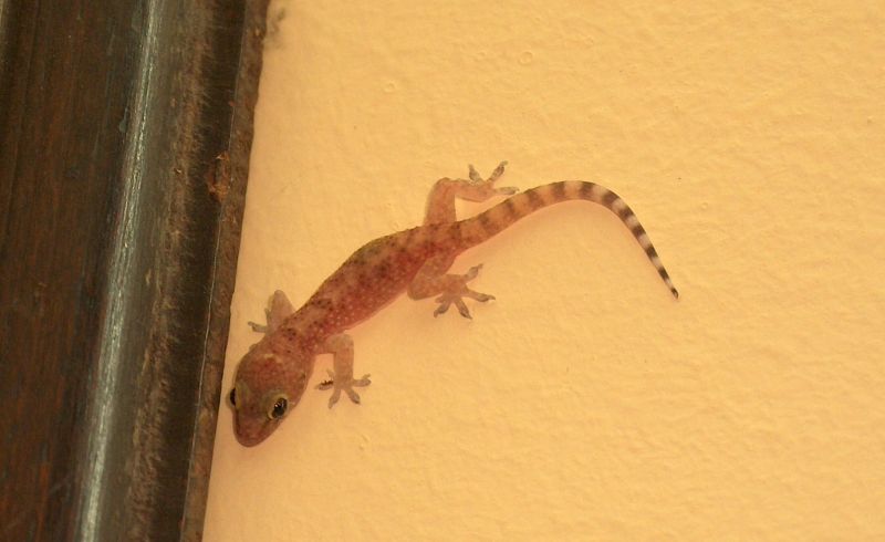 Geco Hemidactylus turcicus